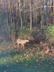 Odocoileus virginianus