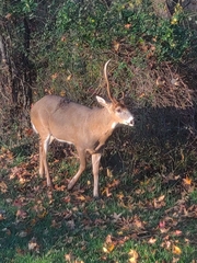 Odocoileus virginianus