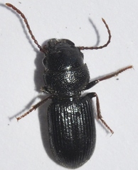 Dixus sphaerocephalus