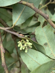 Cryptocarya transvaalensis