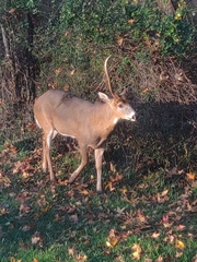 Odocoileus virginianus