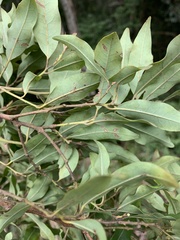 Cryptocarya transvaalensis