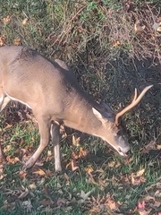 Odocoileus virginianus