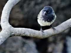 Camarhynchus parvulus