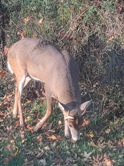 Odocoileus virginianus