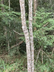 Cryptocarya transvaalensis