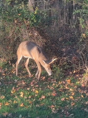 Odocoileus virginianus