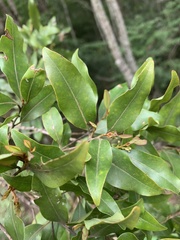 Cryptocarya transvaalensis