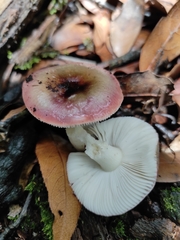 Russula
