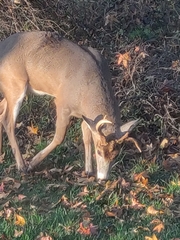 Odocoileus virginianus