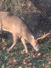 Odocoileus virginianus
