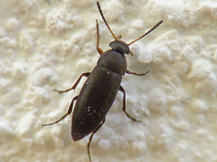 Anaspis atrata
