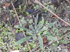 Echium vulgare pustulatum