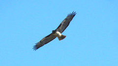 Buteo jamaicensis
