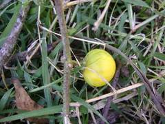 Solanum myriacanthum