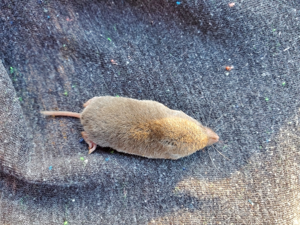 North American Least Shrew in November 2020 by le11a · iNaturalist