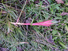 Tillandsia punctulata