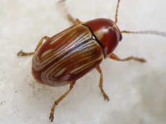 Cryptocephalus lineellus