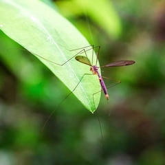 Acutipula
