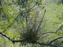 Tillandsia juncea