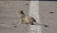 Otospermophilus variegatus