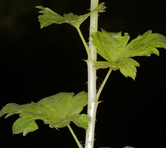 Ribes inerme inerme