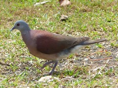 Nesoenas picturatus