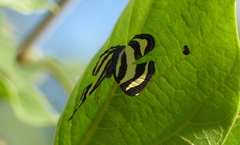 Baeotis hisbon