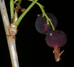 Ribes inerme inerme