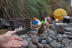 Turdus eremita procax
