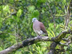 Nesoenas picturatus
