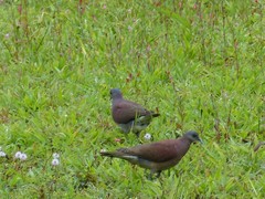 Nesoenas picturatus