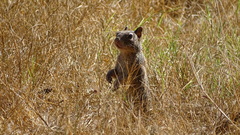 Otospermophilus variegatus
