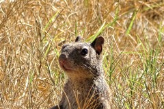 Otospermophilus variegatus