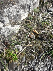 Dipcadi serotinum serotinum