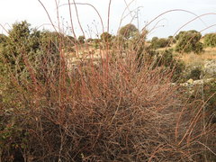 Lonicera etrusca