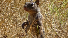 Otospermophilus variegatus