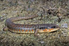 Eumeces algeriensis