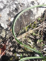 Dipcadi serotinum serotinum