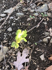 Anemonoides quinquefolia