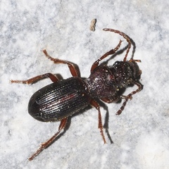 Eocarterus baeticus