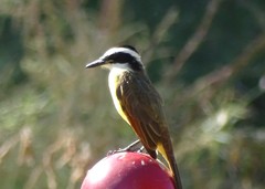 Pitangus sulphuratus