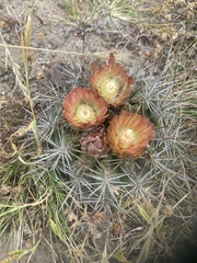 Eriosyce curvispina mutabilis