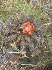 Eriosyce curvispina mutabilis