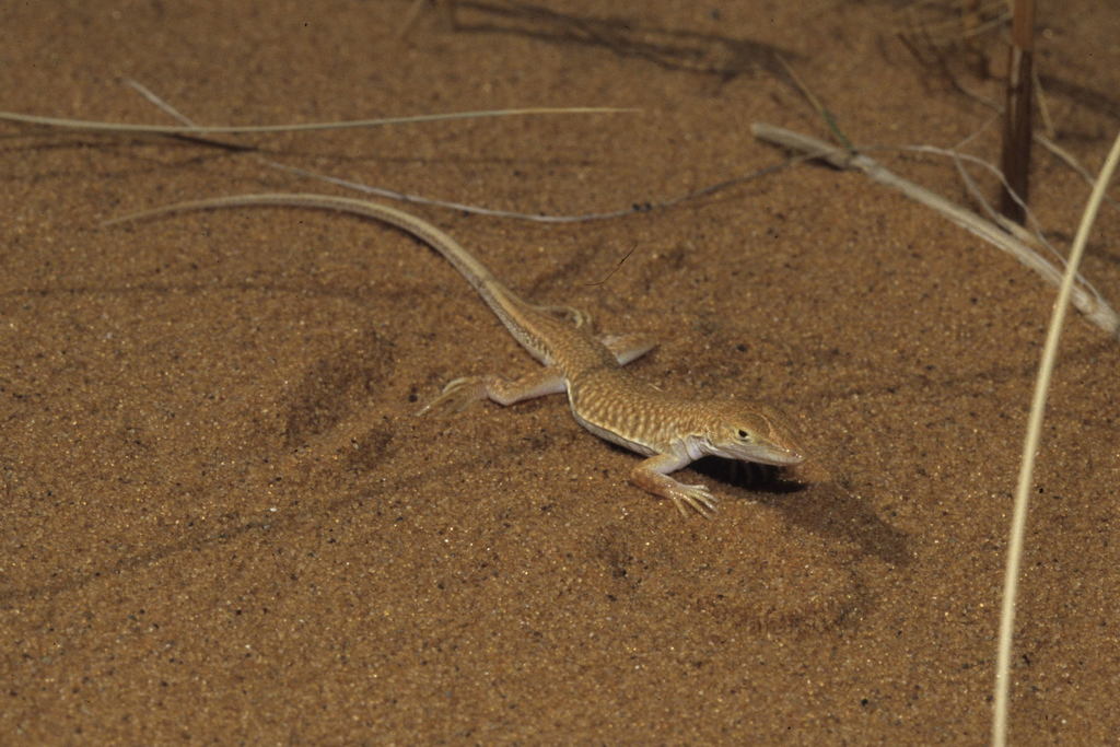 Long Fringe-Fingered Lizard