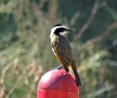 Pitangus sulphuratus