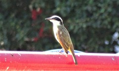 Pitangus sulphuratus