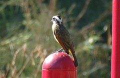 Pitangus sulphuratus