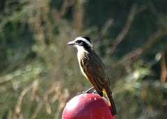 Pitangus sulphuratus