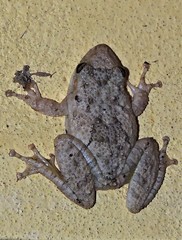 Scinax acuminatus